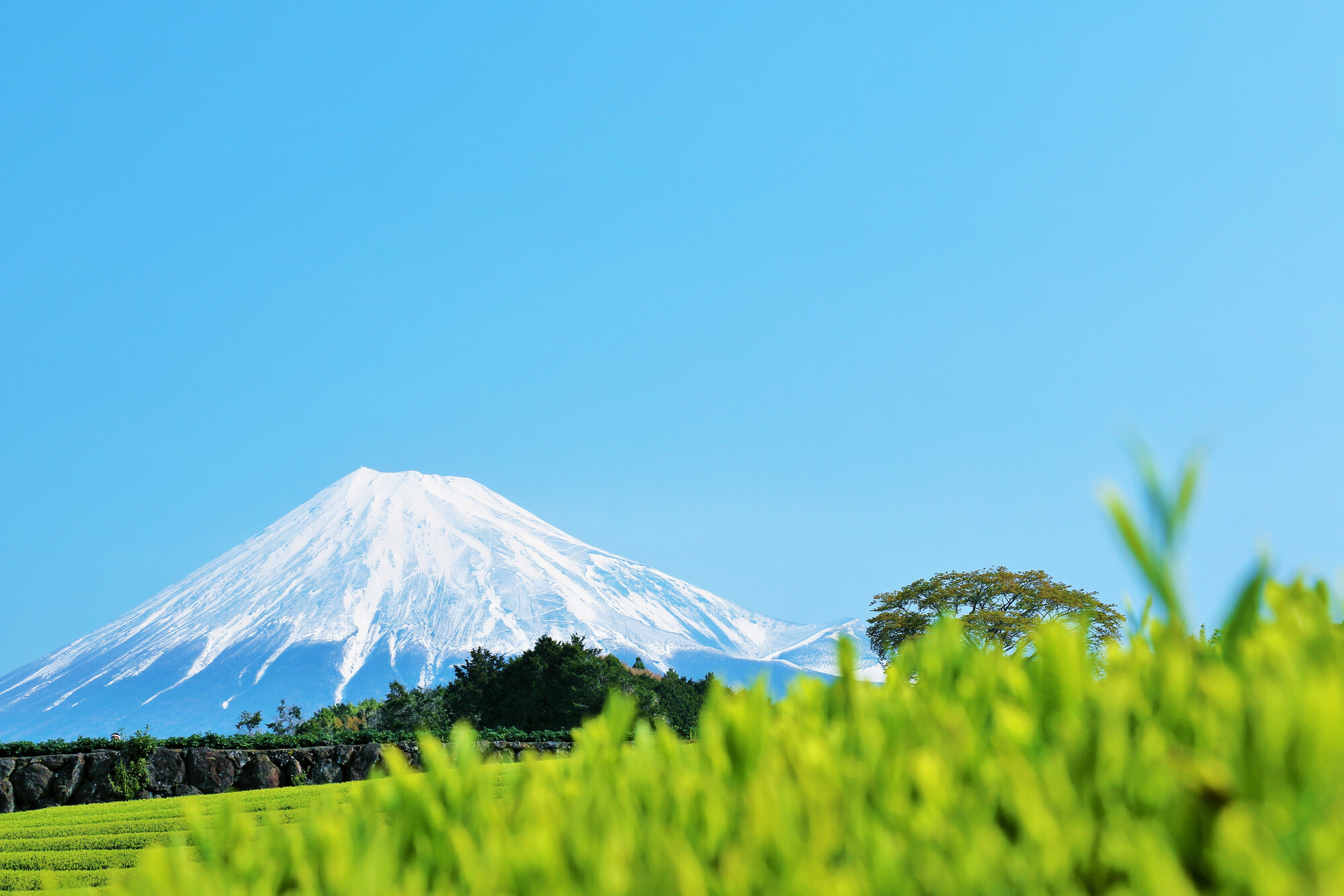 静岡県の富士山が見える寺院墓地｜宗教不問・ペットと一緒に入れる・アクセス良好な場所を探す